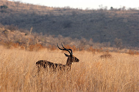 Impala dans la savane