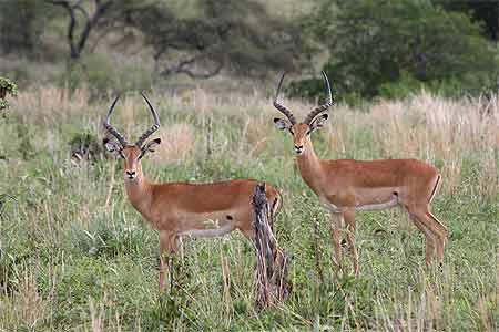 Jeunes males Impala