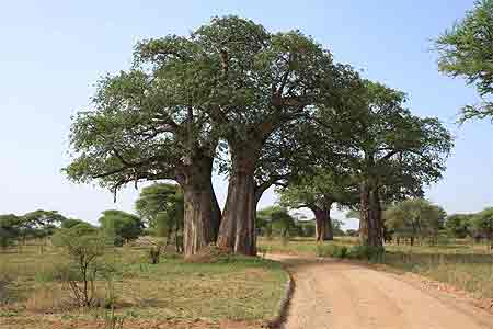 Baobab