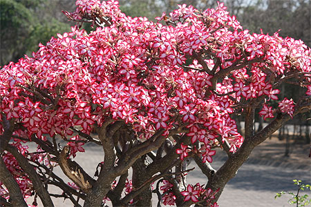 Baobab chacal