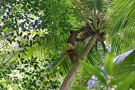 Sous les cocotiers