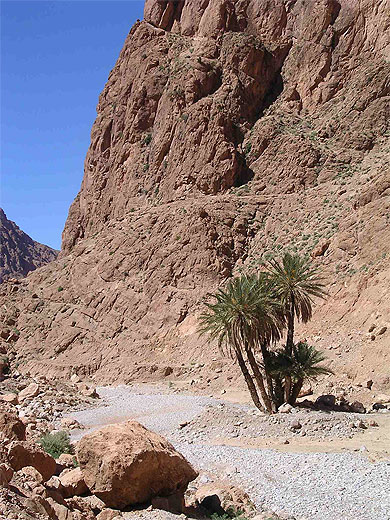 Palmier dans les gorges du Todra
