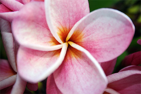 Frangipanier rose