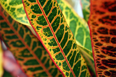 Feuilles de Croton