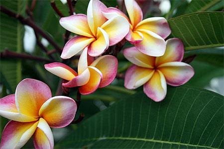 Fleurs de frangipaniers