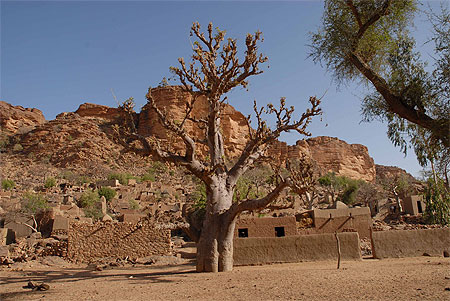 Baobab pr�s de la falaise de Bandiagara