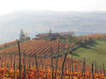 Les vignes en automne