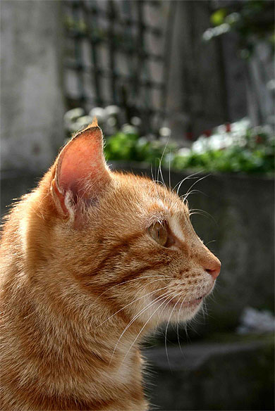 Chat errant