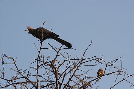 Oiseaux sur la branche