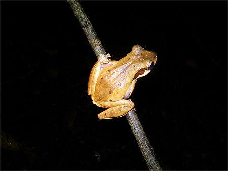 Grenouille