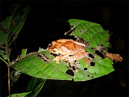 Belle grenouille
