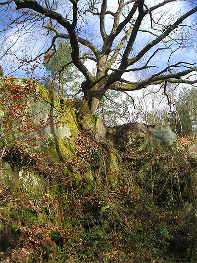 Arbre et rochers