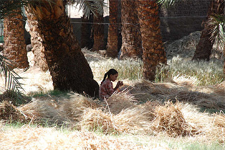 Douceur de la campagne d'Egypte