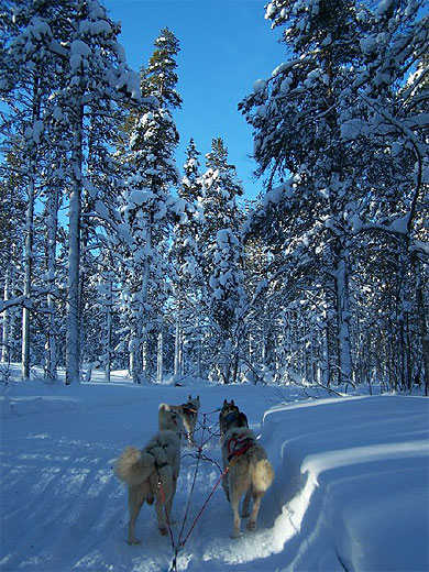 Balade en Huskies