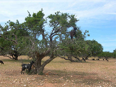 Ch�vres sur un arganiers