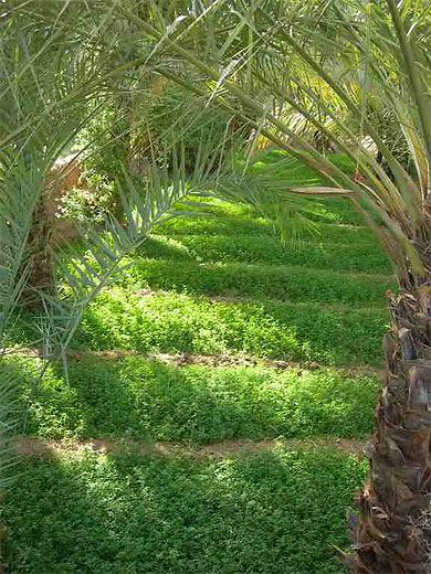 Eden de verdure