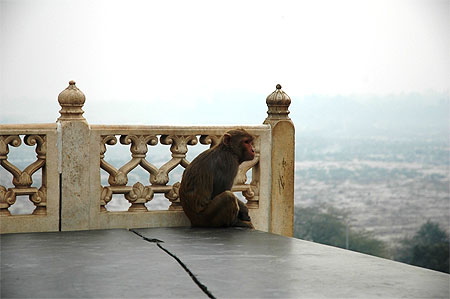 Singe pensif
