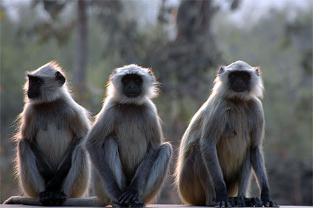 Gang de singes