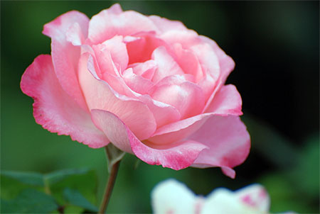 Rose d'�t�