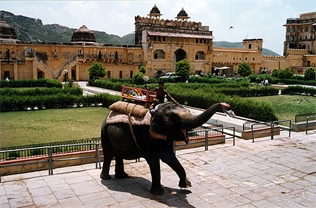 El�phant d'Amber