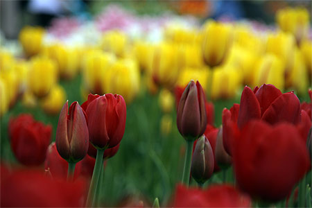 Parterre de tulipes