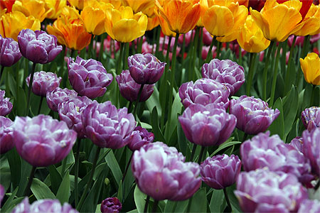 Tulipes