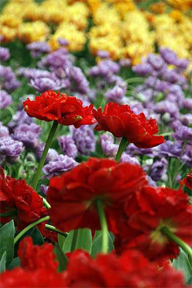 Tulipes
