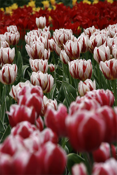 Tulipes