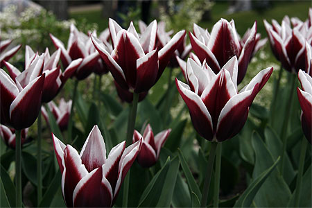 Tulipes