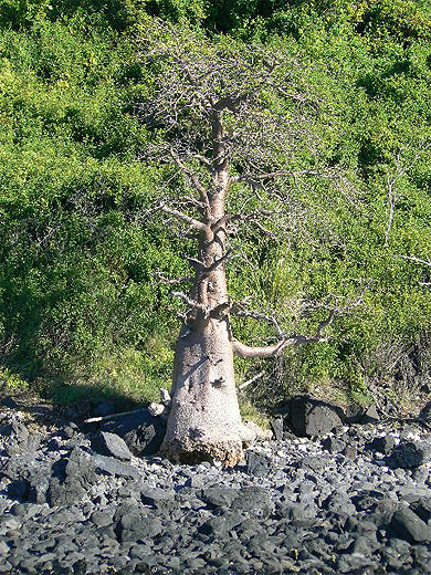 Baobab