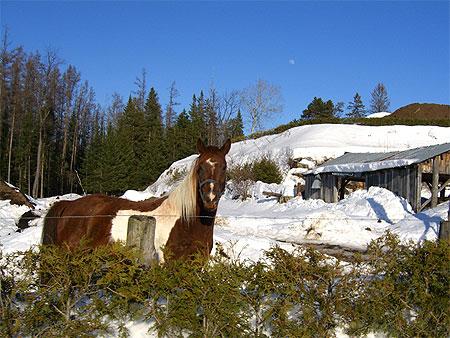 Cheval des Laurentides