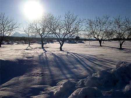 Oliviers sous la neige 