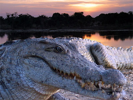crocodile sacr� � Bazoul�