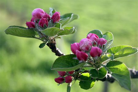 Bourgeons  de pommiers