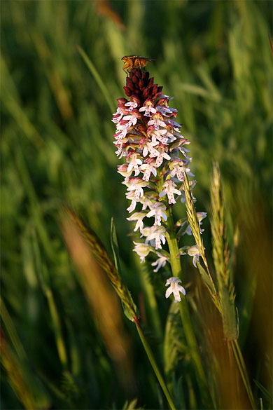 Orchid�e sauvage et mouche � vache