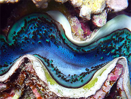 B�nitier