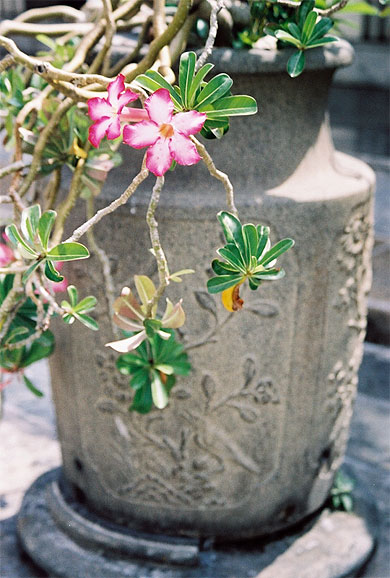 Adenium dans le wat