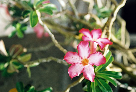 Belle fleur d'adenium