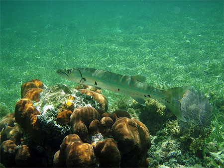 Baracuda