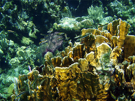 Corail Roatan