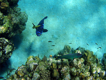Poisson bleu et r�mora