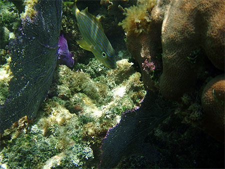 Corail et Poissons Roatan