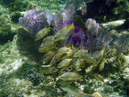 Corail et Poissons Roatan 2
