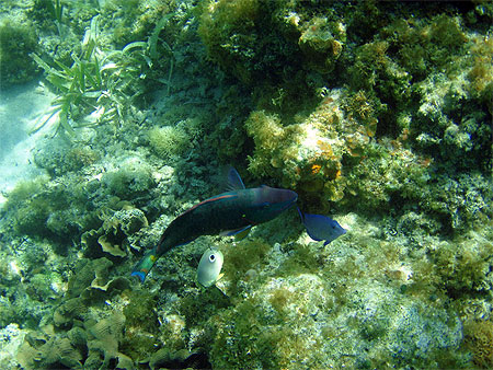 Poisson perroquet