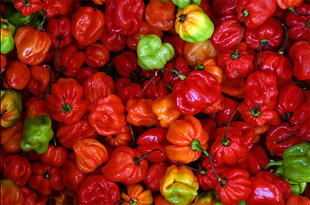 Piments des antilles