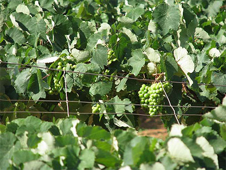 Jardin des raisins au Karnataka