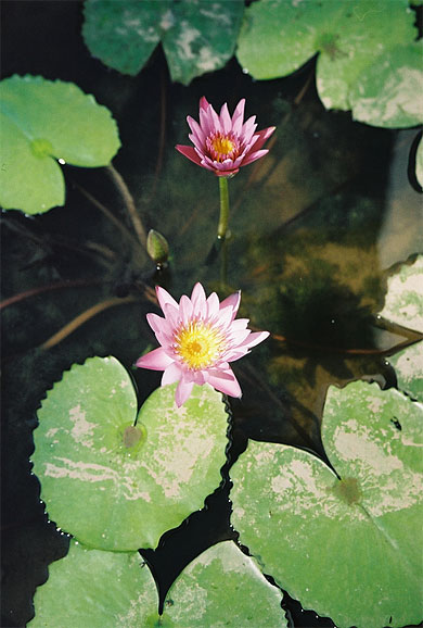 Fleurs dans le Mus�e National
