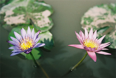 Fleurs