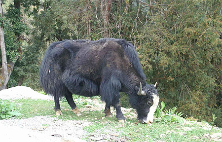 Yak