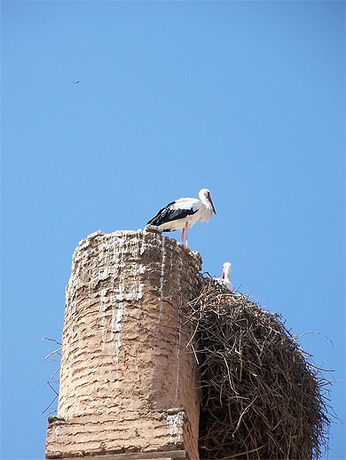 Cigogne palais El Badi